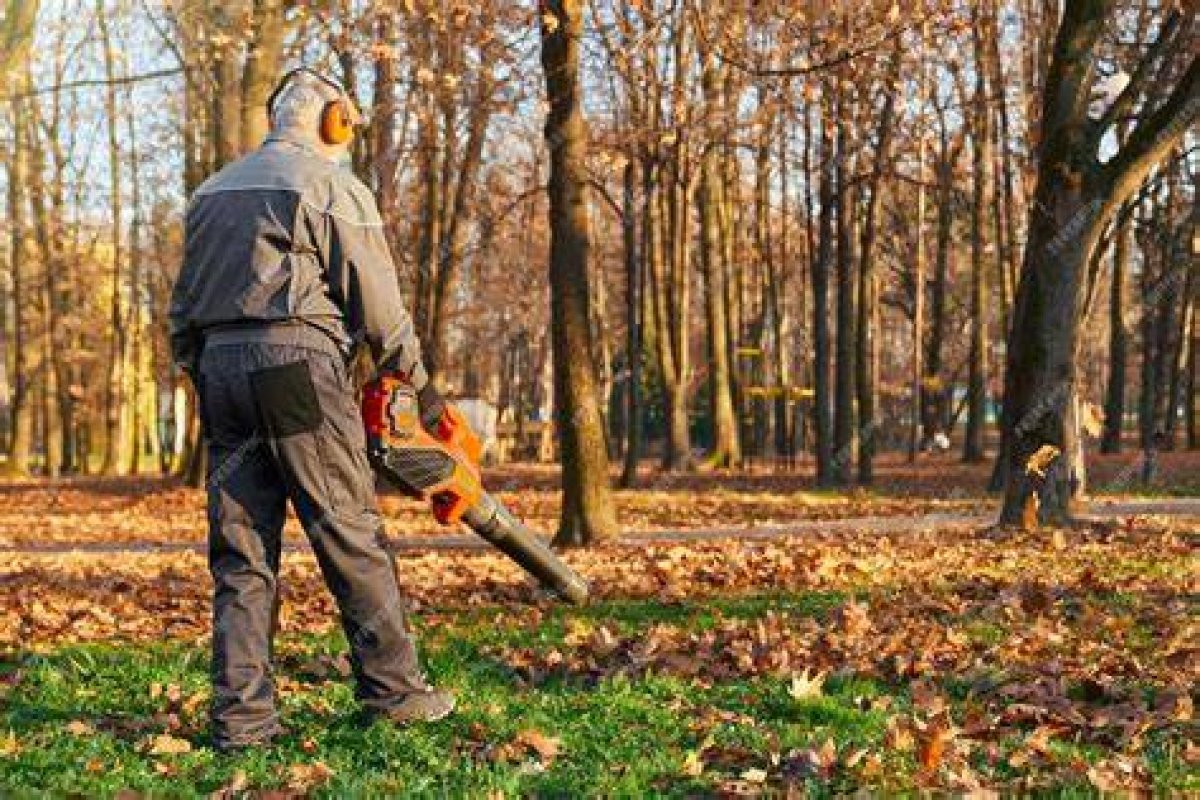 Illinois Man Using Leaf Blower in Yard Allegedly Shot Dead by Neighbor | Illinois