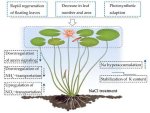 Is Water Lily a Monocot?