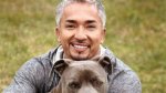 The Impact of the Dog Whisperer Tragedy: Lessons and Reflections