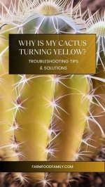 Why Is My Cactus Turning Yellow?